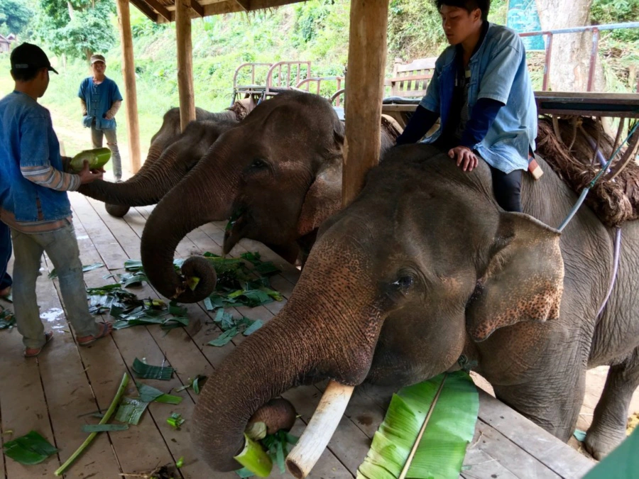 All Lao Elephant Camp