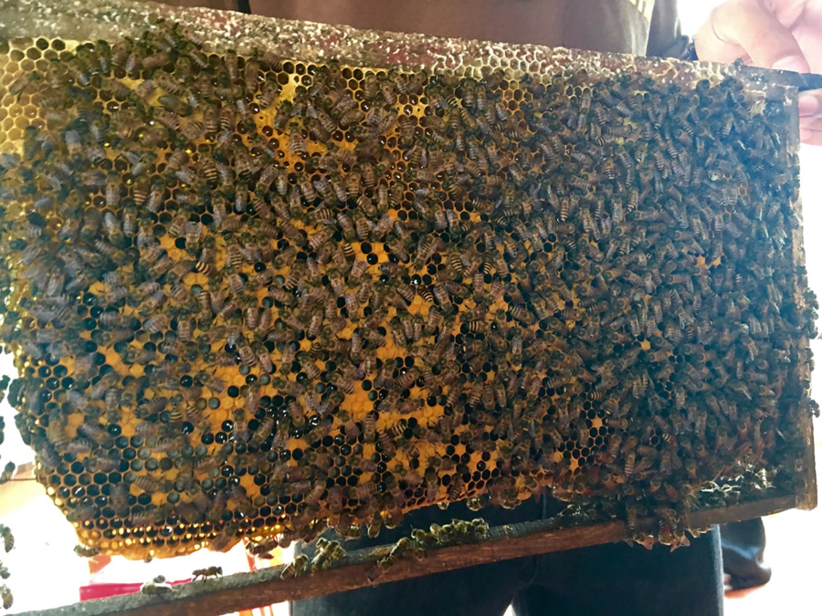 Honeycomb | Mekong River Tour