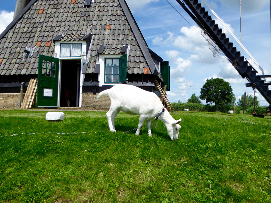 Museum Windmill Blokweer