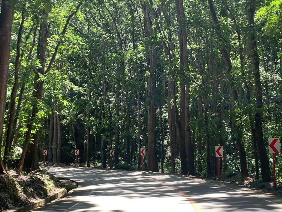 Man-made Mahogany forest in Bohol, Philippines | Lord Around The World