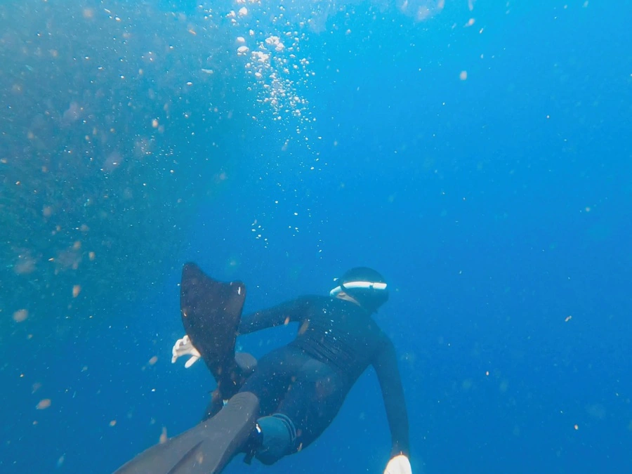 Freediving Panglao Bohol Sardine Run