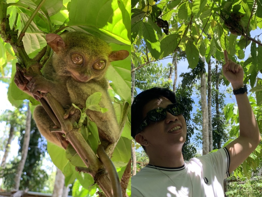 Tarsiers in Bohol, Philippines | Lord Around The World
