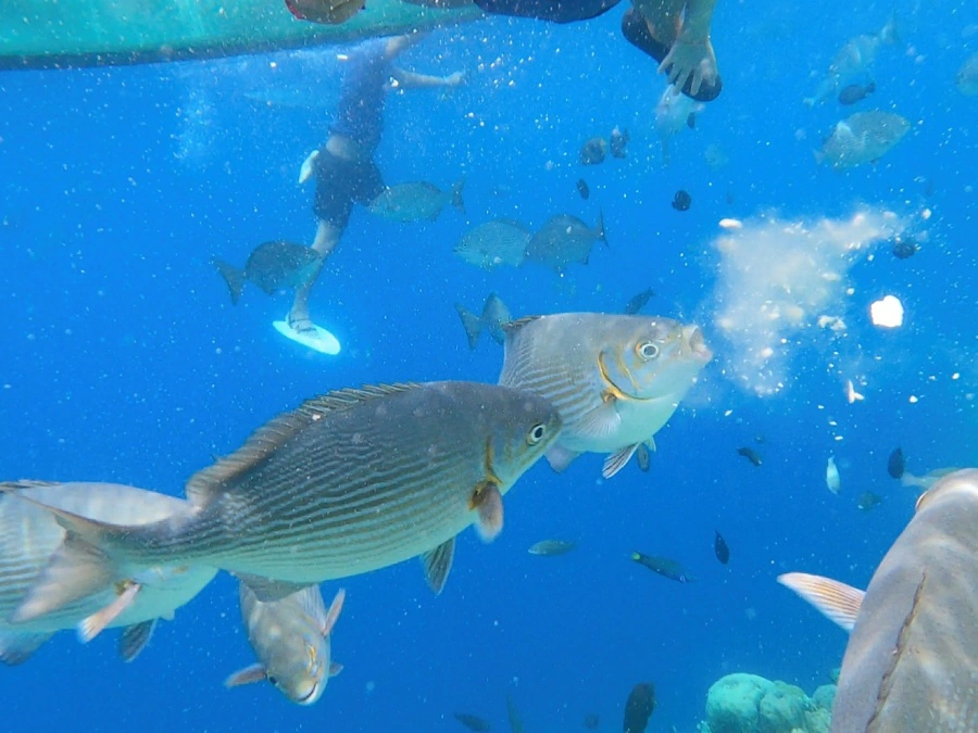 Fish feeding in Balicasag | Island hopping in Bohol