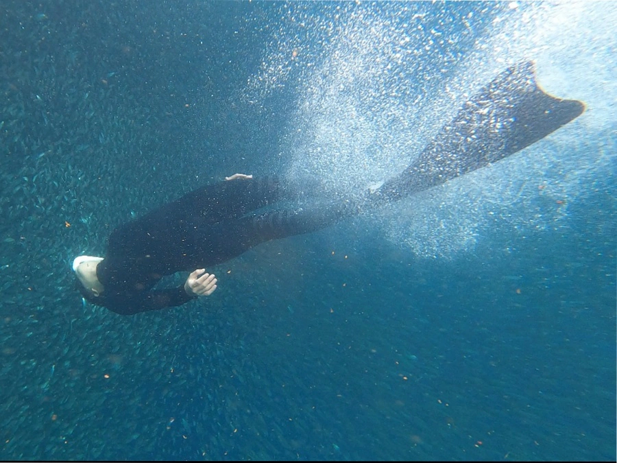 Freediving with sardines | Panglao, Bohol, Philippines