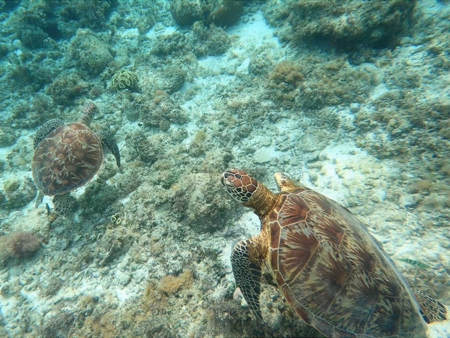 Swim with sea turtles in Balicasag | Island hopping in Bohol