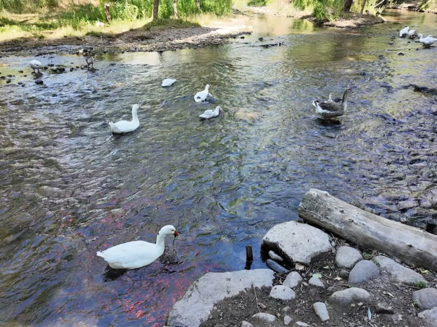 Melendiz River in the Ihlara Valley | Cappadocia