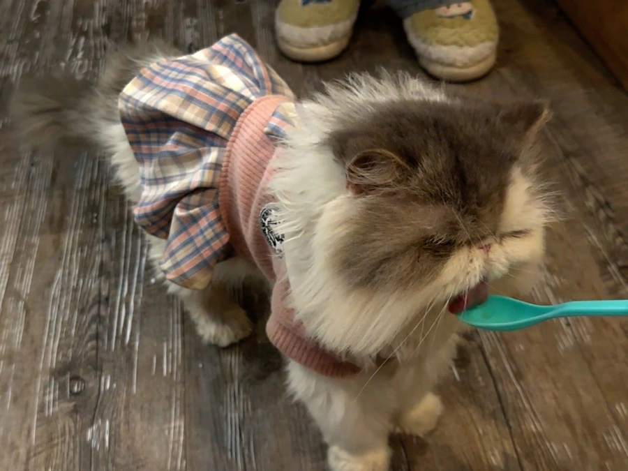 Cat wearing a skirt Caturday Cafe Bangkok