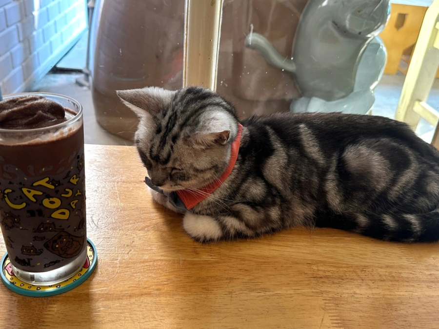 Caturday Cat Cafe Bangkok iced chocolate drink