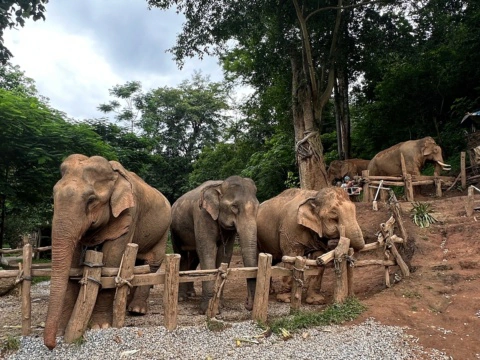 Chiang Mai and Chiang Rai Guide: Fun Things to Do in Northern Thailand