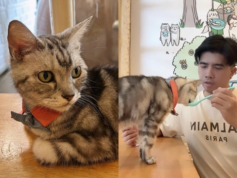 Caturday Cat Cafe Review: A paw-some time with feline residents at this Bangkok café
