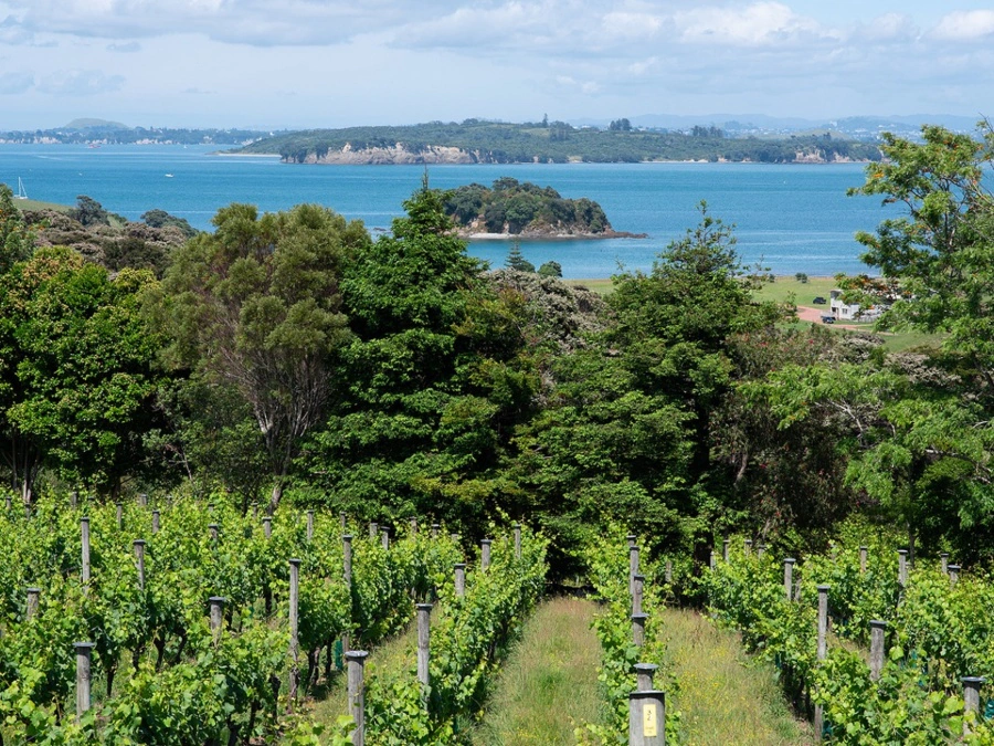 Cable Bay Vineyards Waiheke Island New Zealand