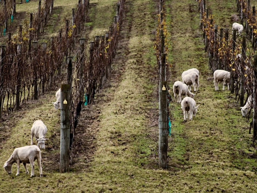 Sheep Cable Bay Vineyards Waiheke Island